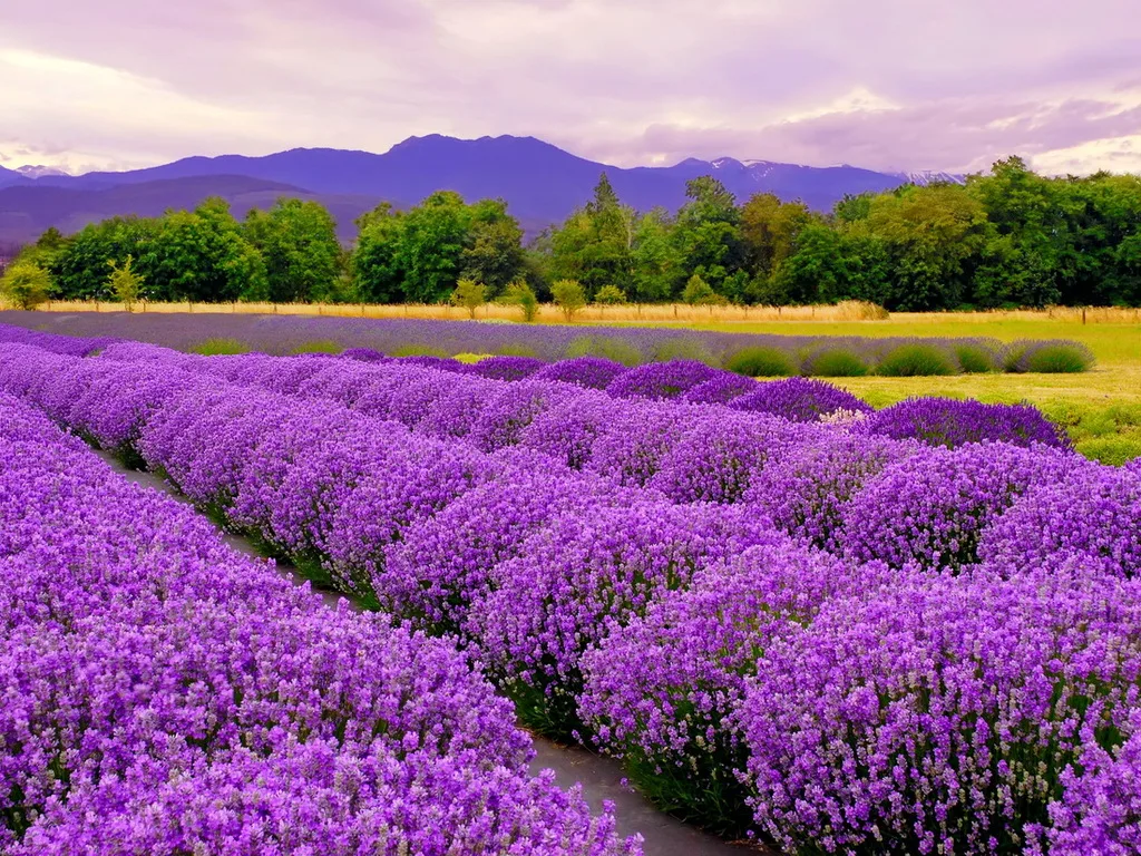 hoa oải hương hokkaido
