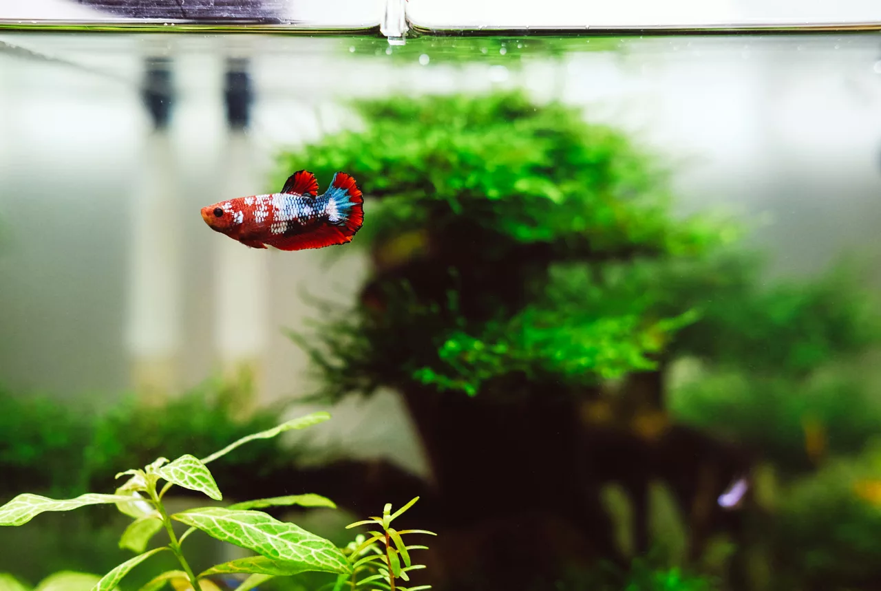 Cách chăm sóc bể thủy sinh cho người mới bắt đầu