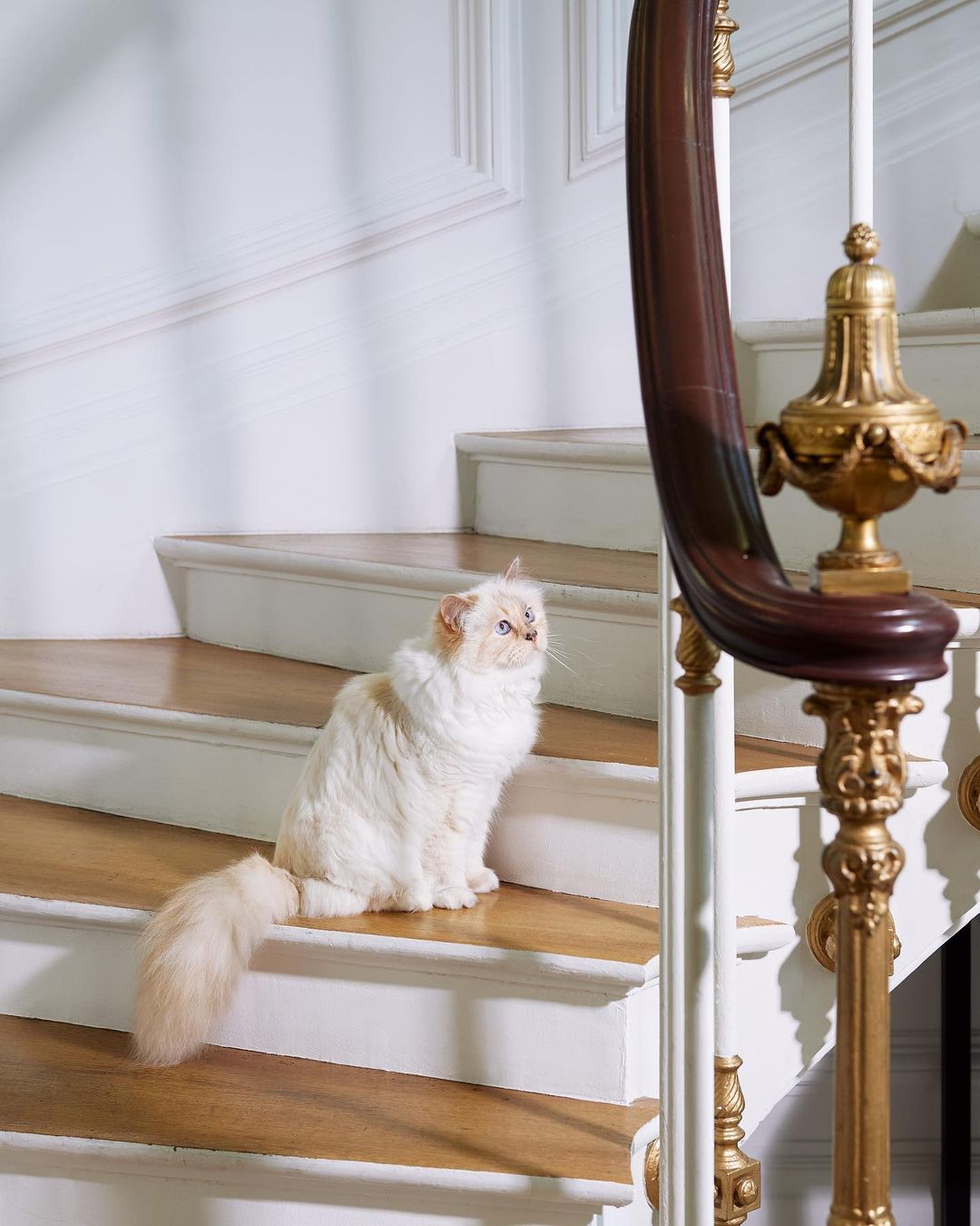 mèo choupette của Karl Lagerfeld sống cuộc sống xa hoa lộng lẫy
