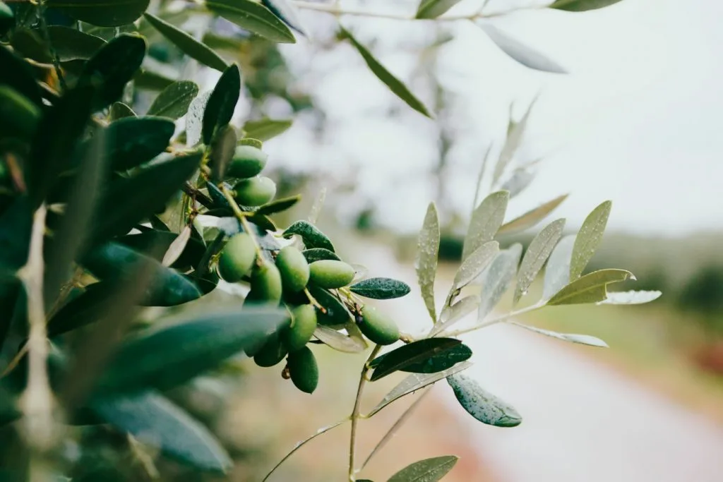 làm đẹp da từ dầu olive làm đẹp da từ dầu olive