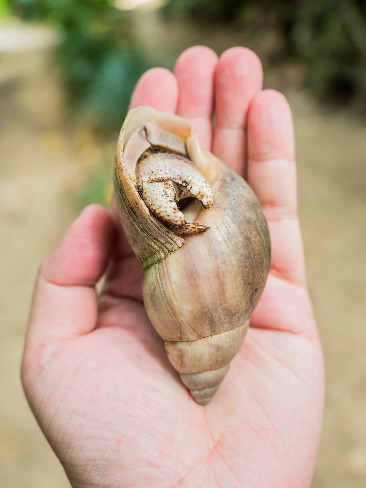 biểu tượng may mắn vỏ ốc