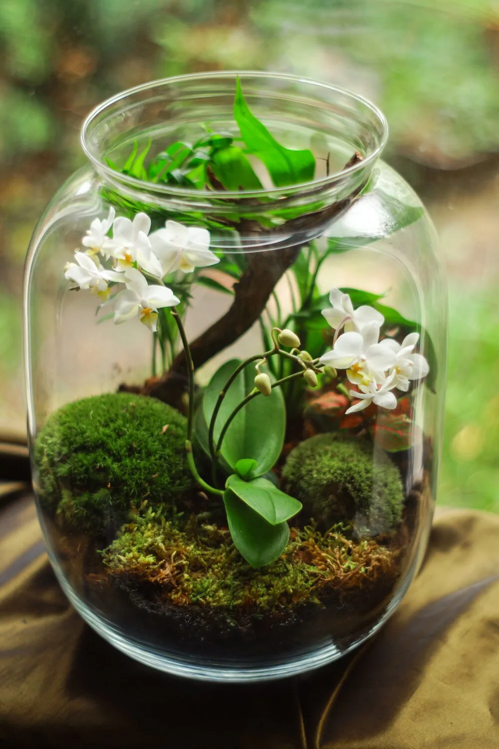 lan trắng trong lọ