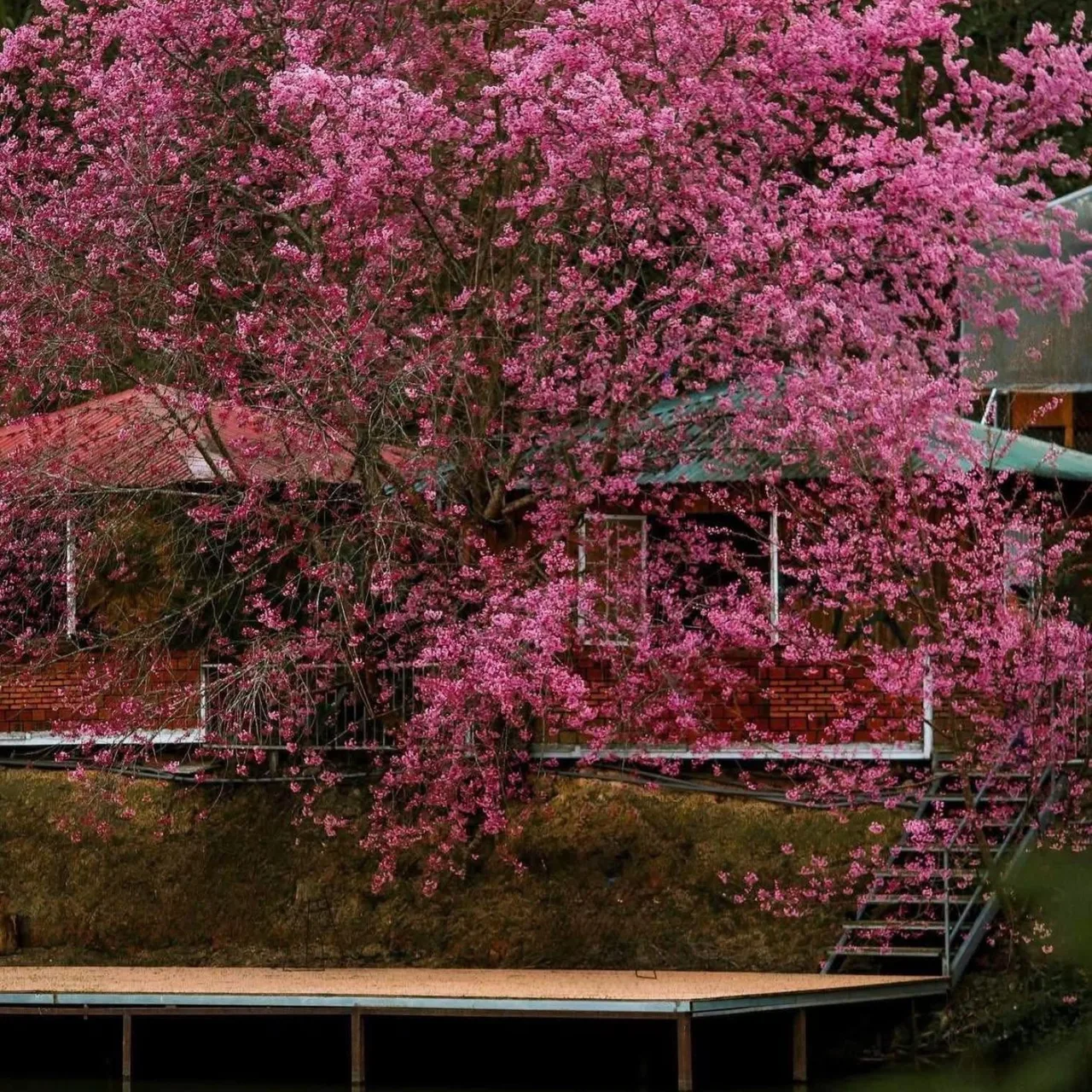 Bunny Hill nổi bật vào mỗi Xuân về khi hoa anh đào hoàng hậu bung nở.