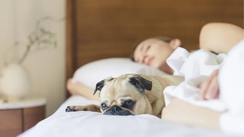 Điều gì khiến bạn gặp phải triệu chứng mất ngủ? mất ngủ - cô gái nằm