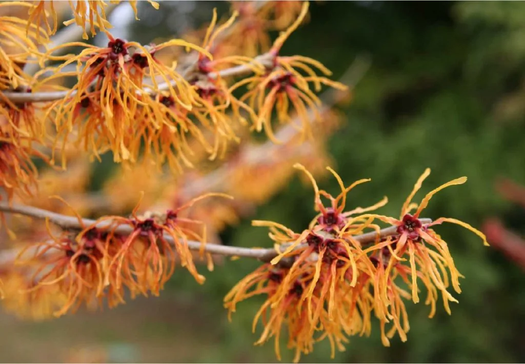 cây witch hazel cây witch hazel