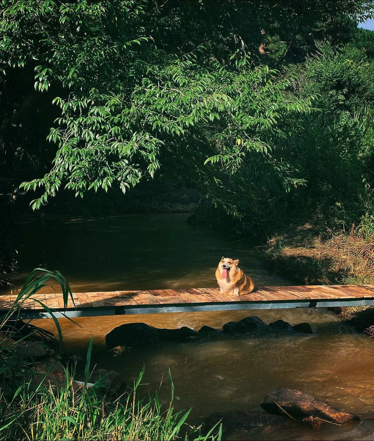 quán cà phê nhà của dog garden ở đà lạt