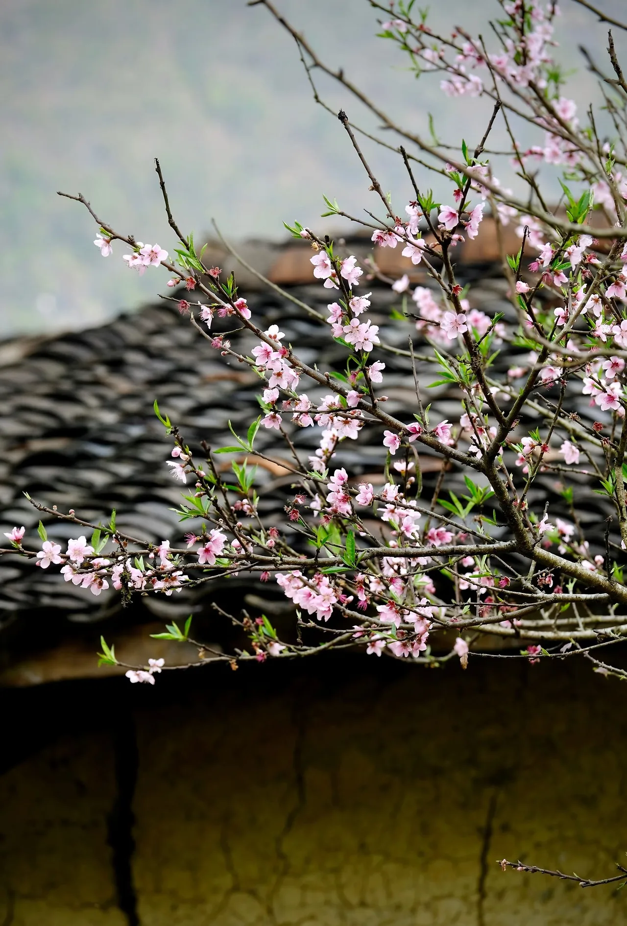 Mùa Xuân ở dinh thự họ Vương ở Hà Giang.