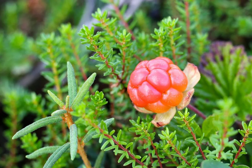 bí quyết làm đẹp tự nhiên từ quả cloudberry - loại quả chỉ mọc hoang tại vùng Scandinavia BẮc Âu bí quyết làm đẹp tự nhiên từ quả cloudberry - loại quả chỉ mọc hoang tại vùng Scandinavia BẮc Âu