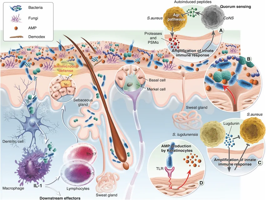Microbiome - Hàng phòng thủ vi sinh cho làn da khỏe mạnh Microbiome - Hàng phòng thủ vi sinh cho làn da khỏe mạnh