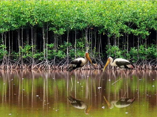 Những cánh rừng có sứ mệnh làm nên đất nước Những cánh rừng có sứ mệnh làm nên đất nước
