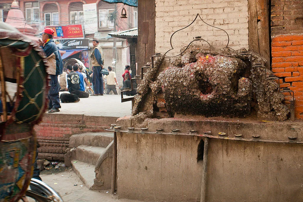 cây đau răng ở nepal