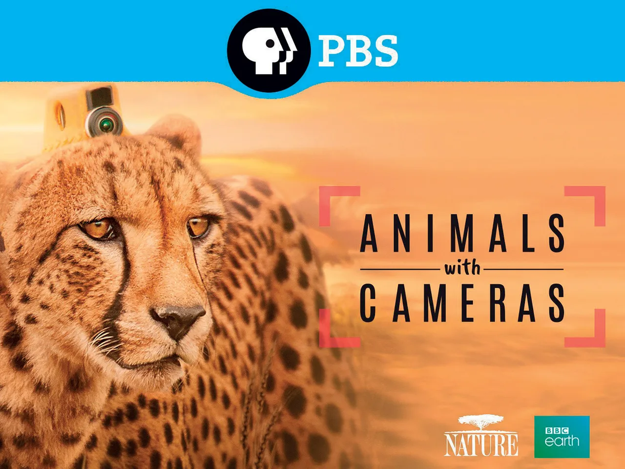phim tài liệu poster Animals with camera poster Animals with camera