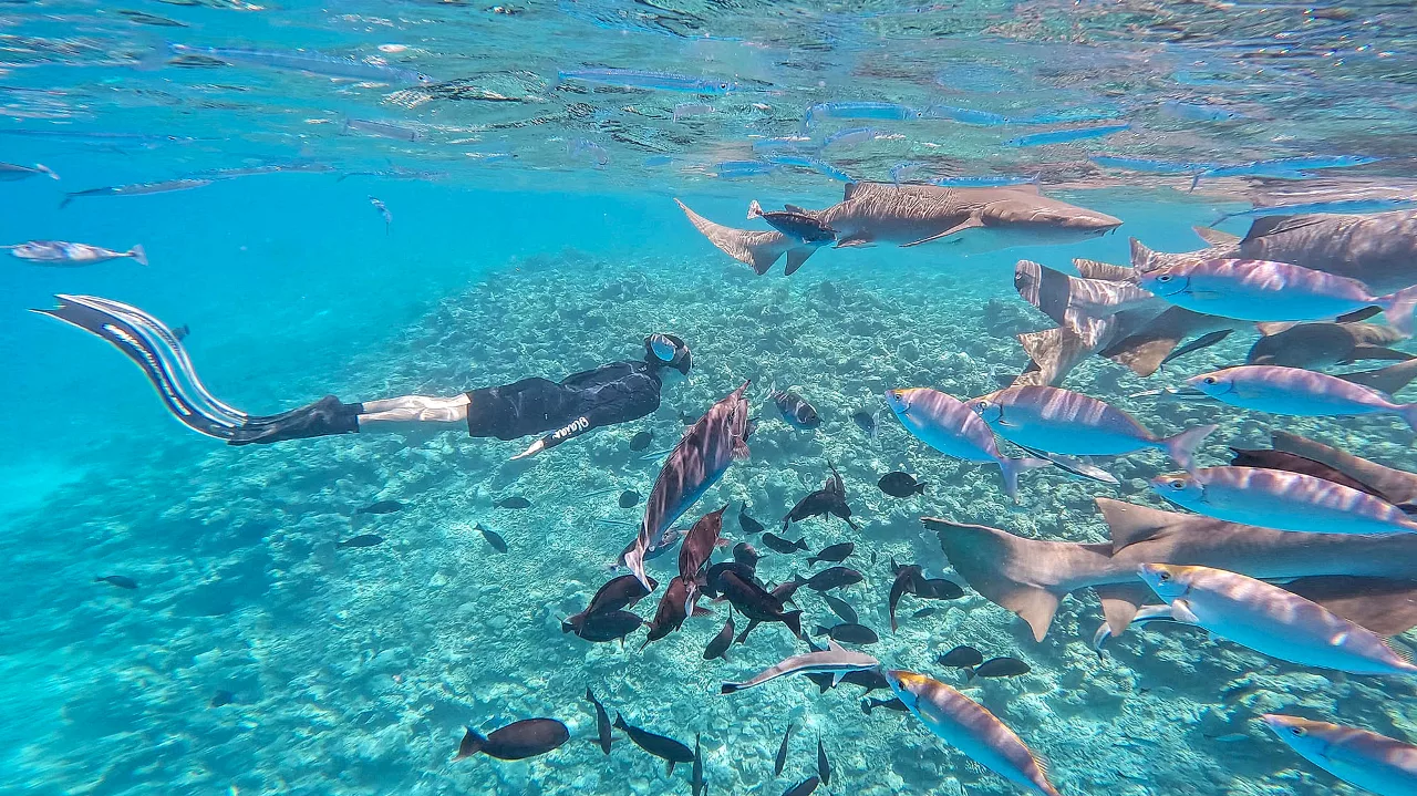 maldives lặn biển cùng đàn cá mập maldives lặn biển cùng đàn cá mập