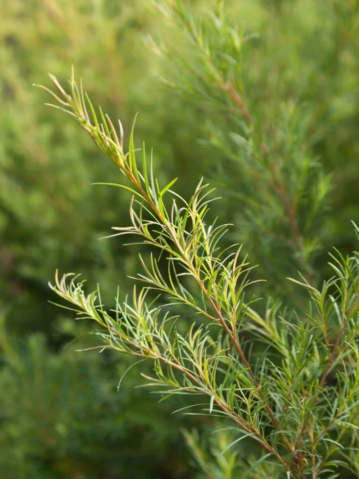 tràm trà - hình lá cây tràm trà tea tree màu xanh