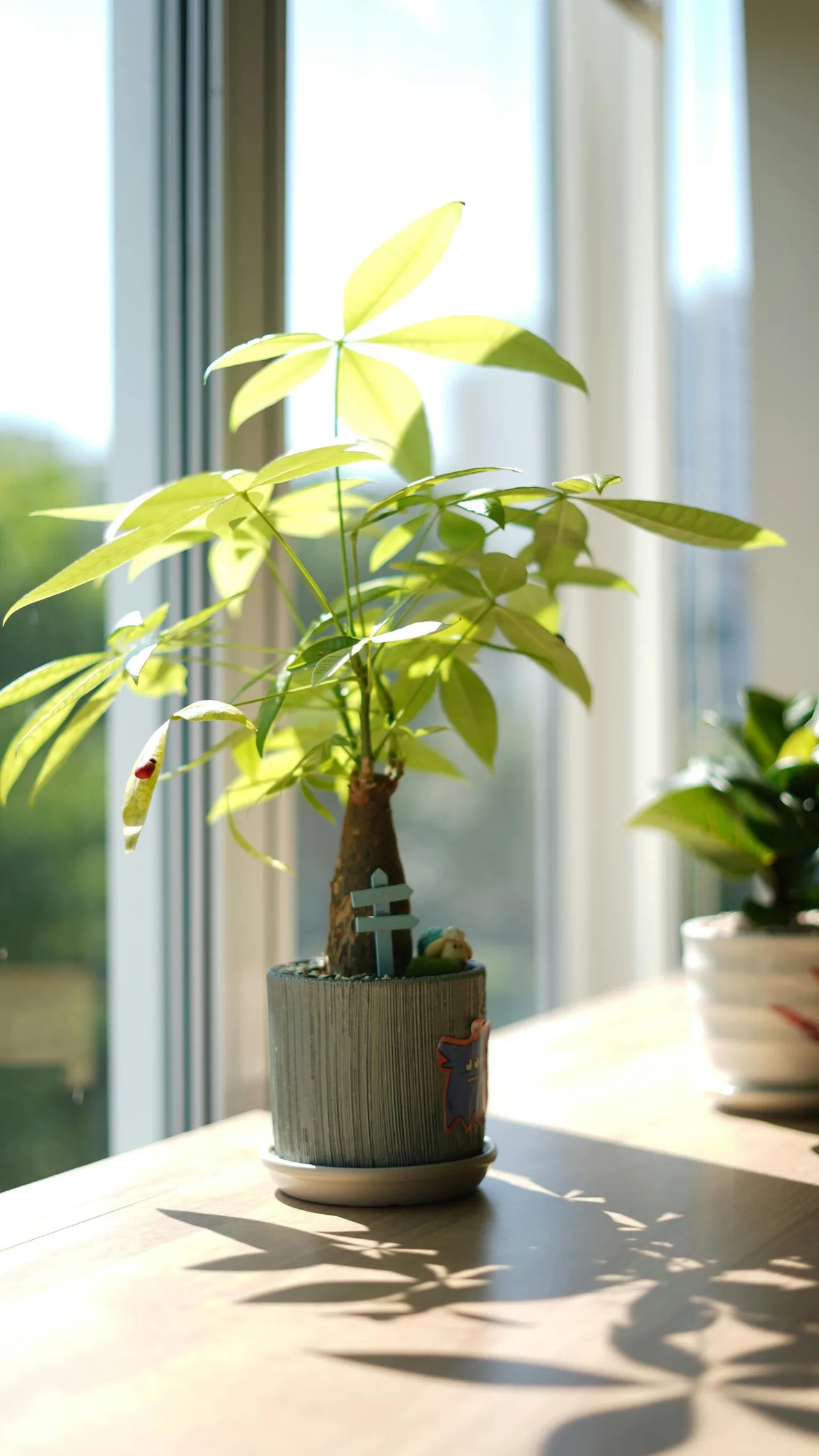 Cây kim ngân là một trong những biểu tượng phong thủy gắn liền với tài lộc và thịnh vượng.