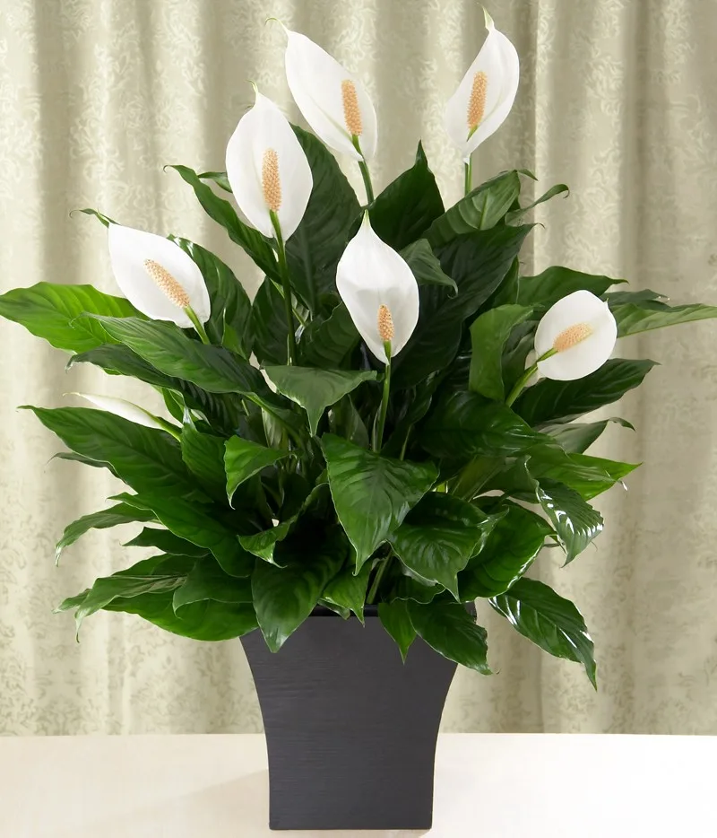 loại cây 2 loại cây 2