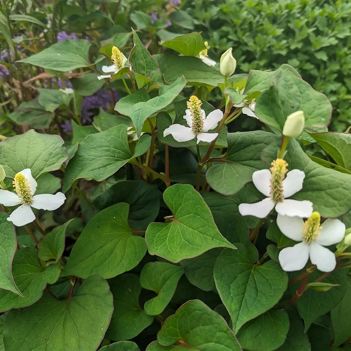 rau diếp cá nơi sân vườn