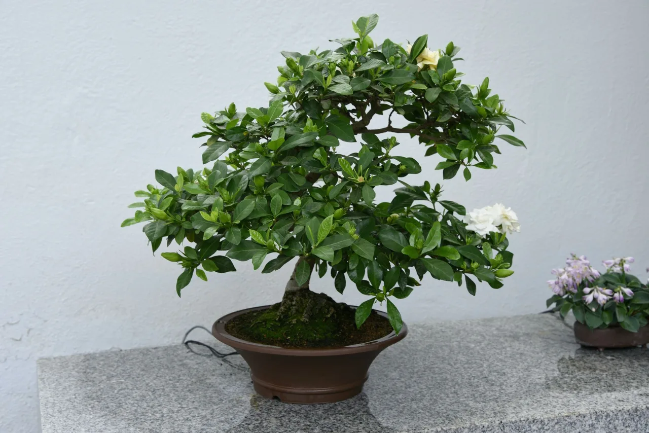 Cây Dành Dành (Gardenia), còn được gọi là Nhài Tây hay Bạch Thiên Hương, là loại cây thuộc họ Thiến thảo.