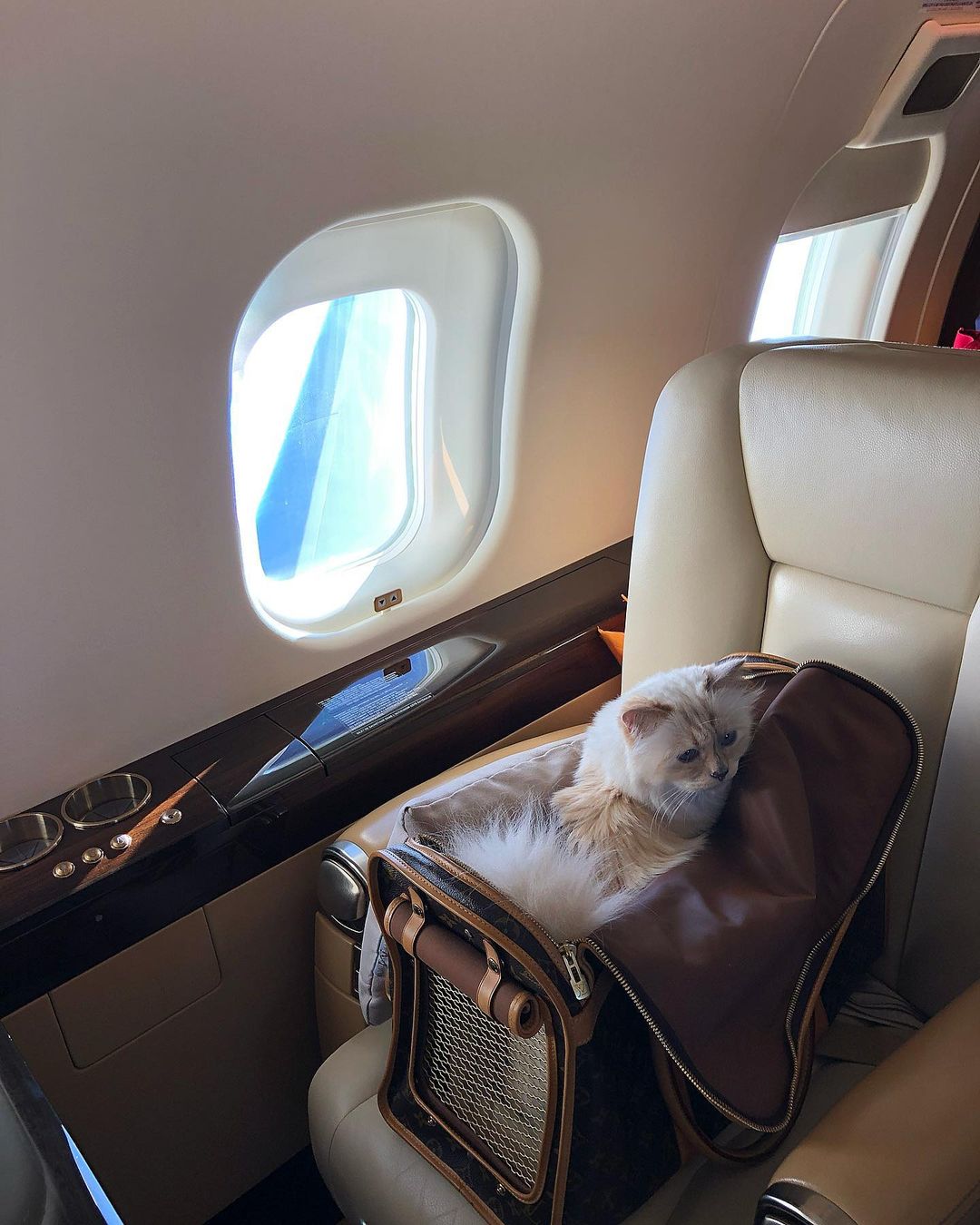 Mèo choupette đi chuyên cơ riêng