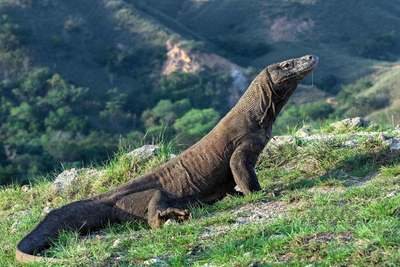 rồng komodo