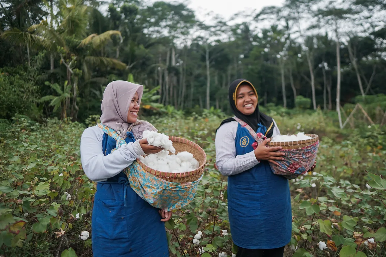 bền vững thu hoạch cotton hữu cơ bền vững thu hoạch cotton hữu cơ