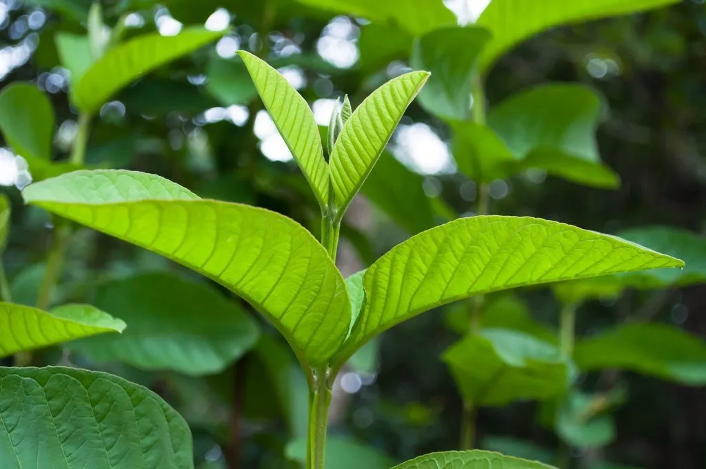 làm đẹp da bằng lá ổi