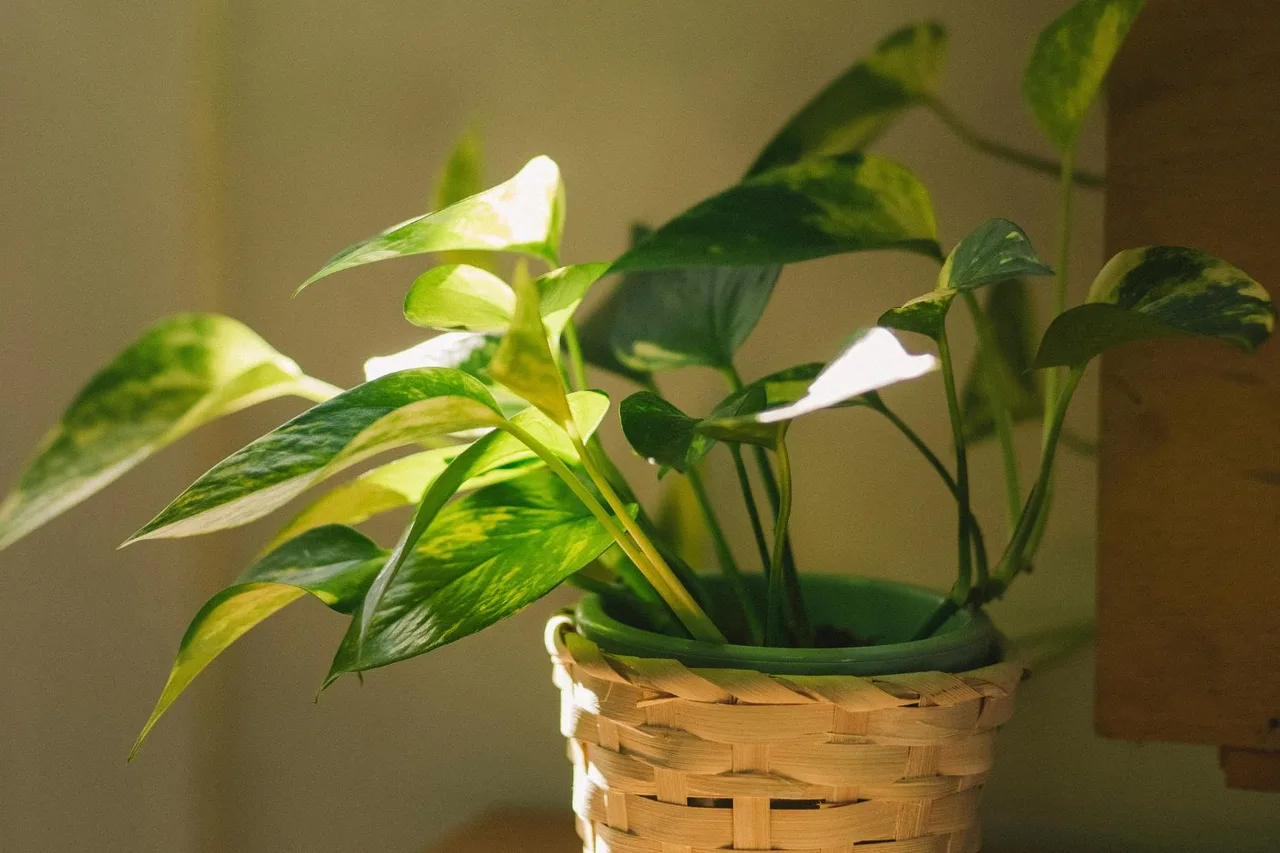 Cây trầu bà là cây cảnh dễ chăm sóc cho người mới bắt đầu.