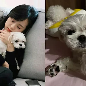 Khám phá bộ sưu tập túi hiệu của Dalgom – thú cưng nữ thần Jisoo (BLACKPINK)