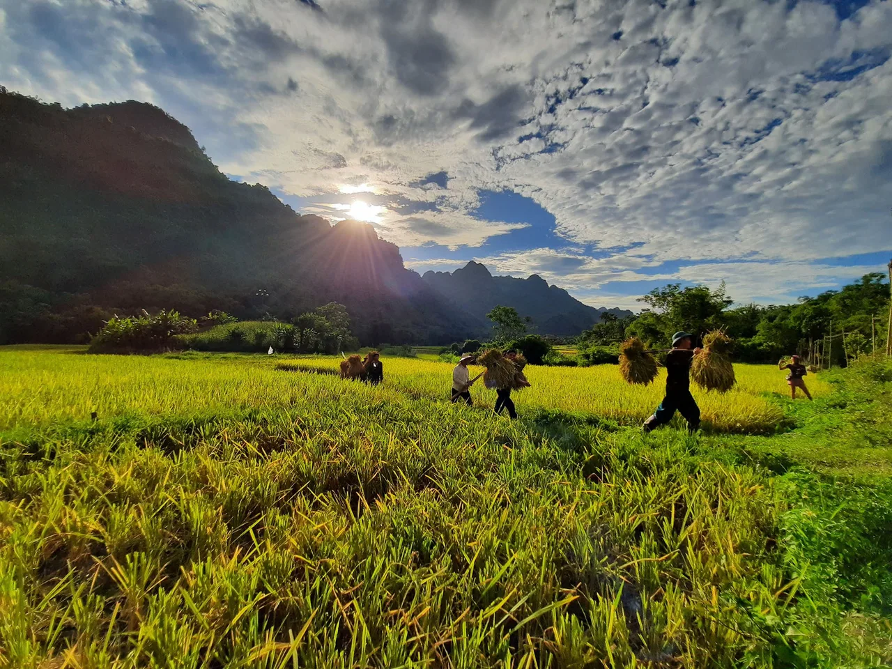 cánh đồng lúa chín cánh đồng lúa chín