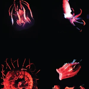 trien lam sinh vat bien the deep
