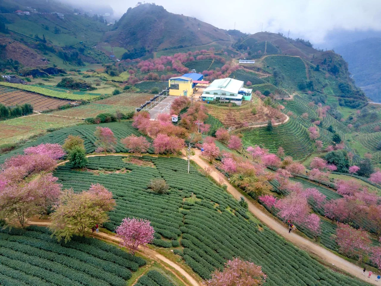Trekking Sapa