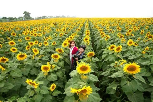 Men theo đường mòn Hồ Chí Minh, vượt qua khoảng 250km, bạn sẽ có mặt tại cánh đồng hoa nở vàng óng ánh và cùng ghi lại những khoảnh khắc xuân thì rạng rỡ.