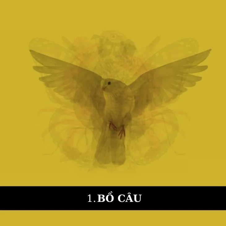 bồ câu