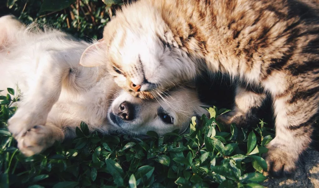 người yêu mèo 1 người yêu mèo 1