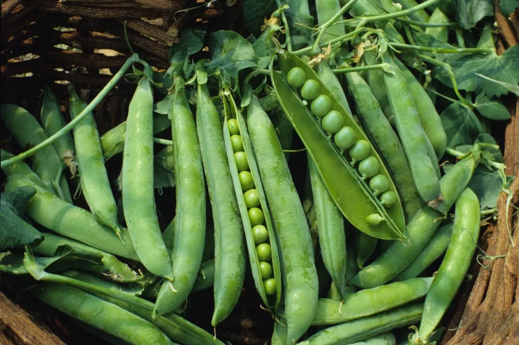 thực phẩm lên men pea thực phẩm lên men pea