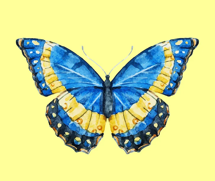 cánh bướm tiết lộ tính cách 04
