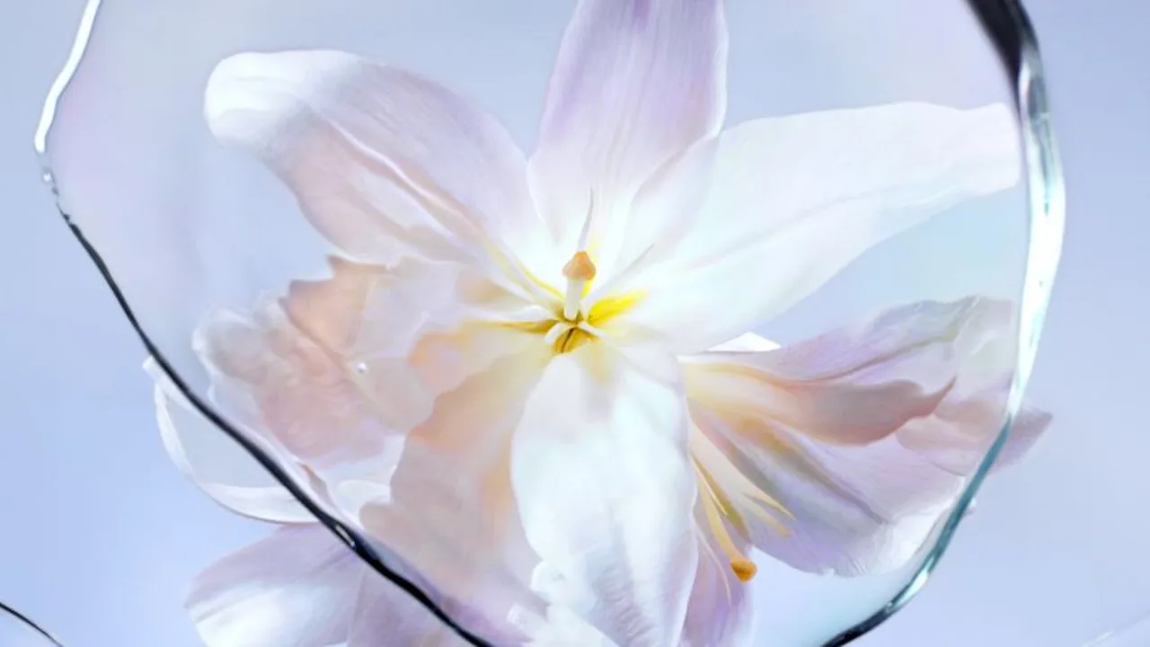 Phức Hợp Radiant Lily