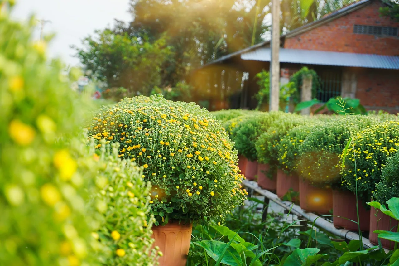 Hoa cúc đại đóa ở làng hoa tết Cái Mơn.