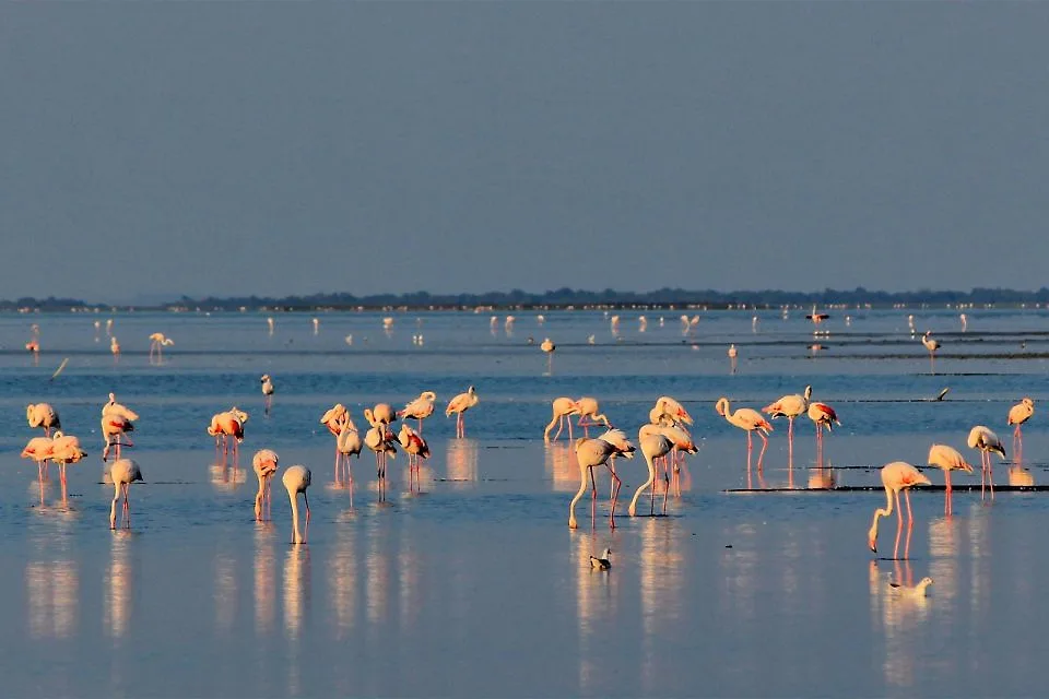 hồng hạc ở camargue