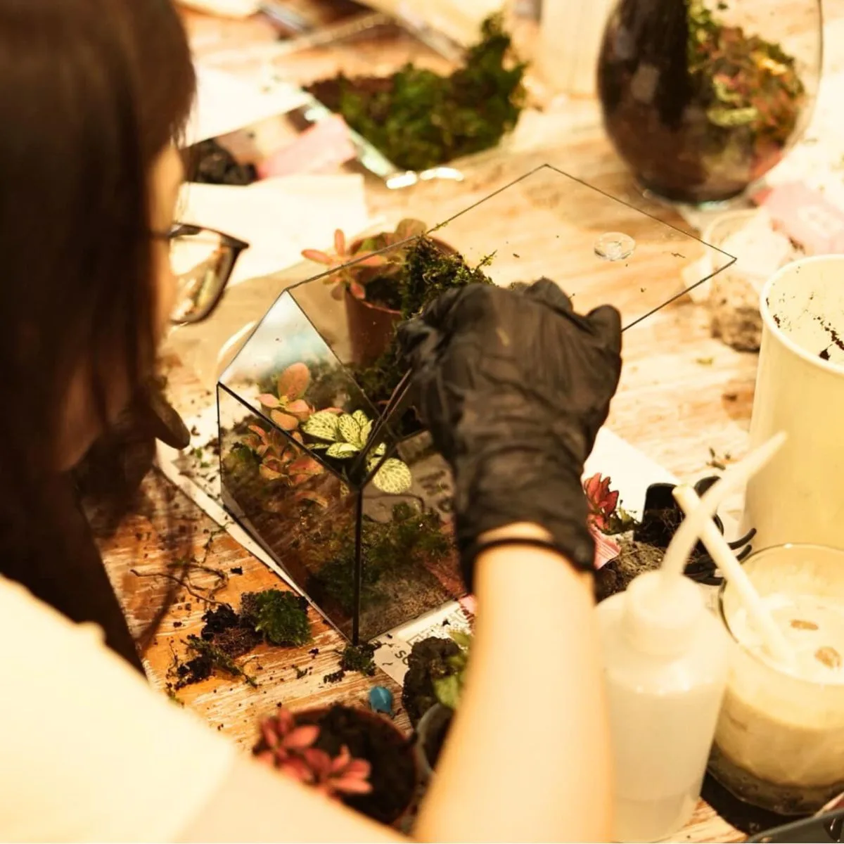 workshop handmade làm terrarium