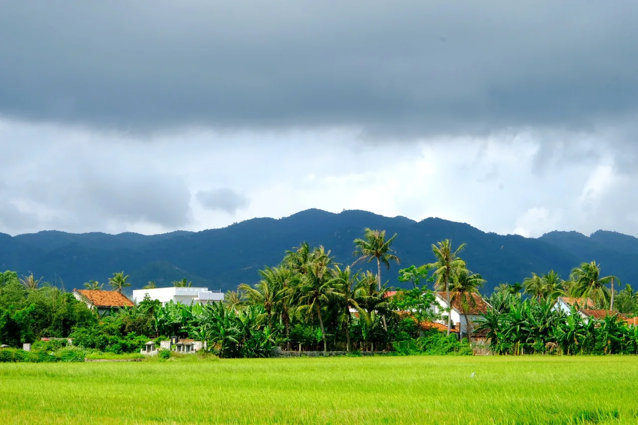 hành trình qua ruộng lúa phú yên hành trình qua ruộng lúa phú yên