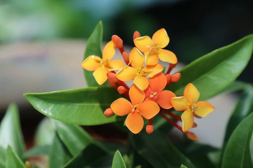 hoa trang ixora cho đám cưới