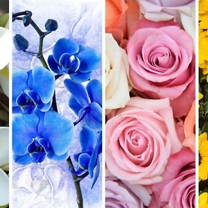 hoa hồng hoa lan hoa sứ trắc nghiệm