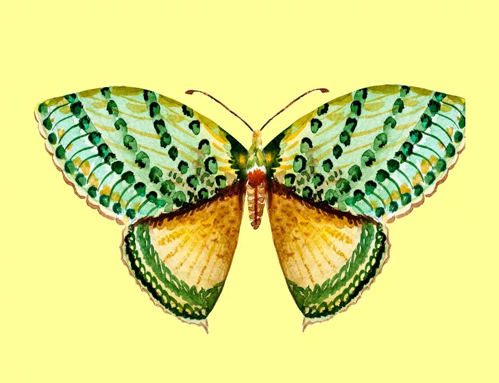 cánh bướm tiết lộ tính cách 03