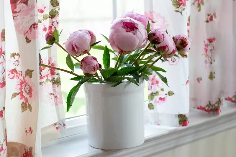 trồng hoa mẫu đơn