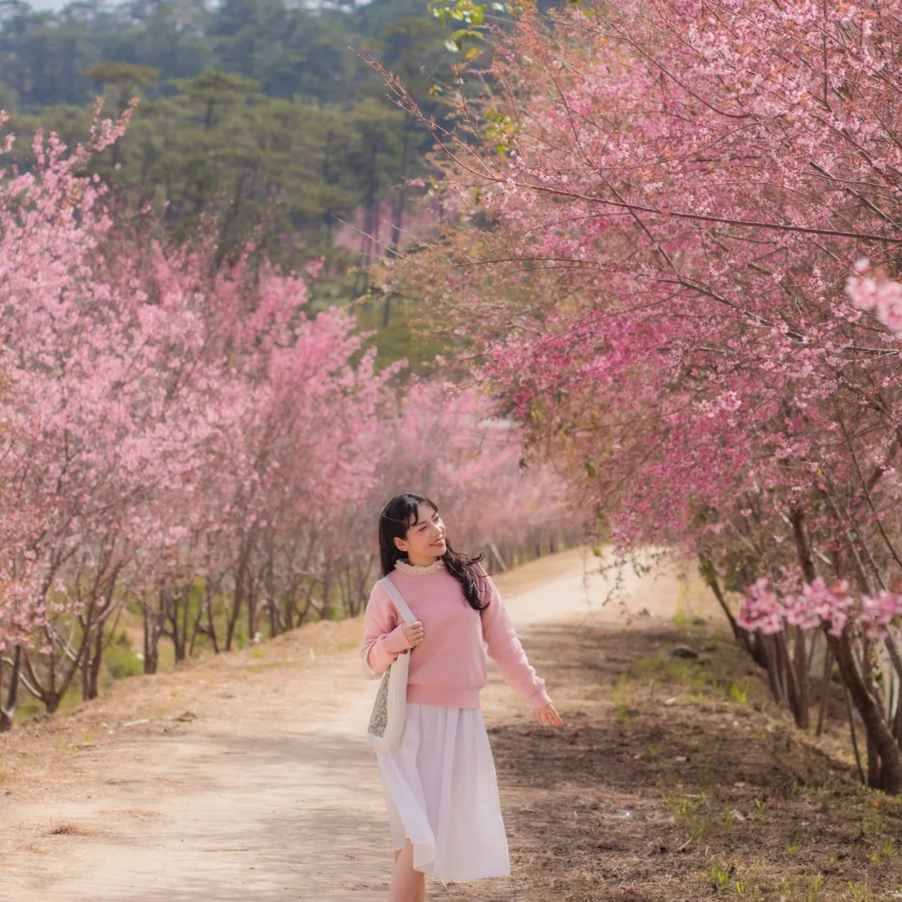 Cung đường hoa anh đào đẹp ở Đà Lạt.