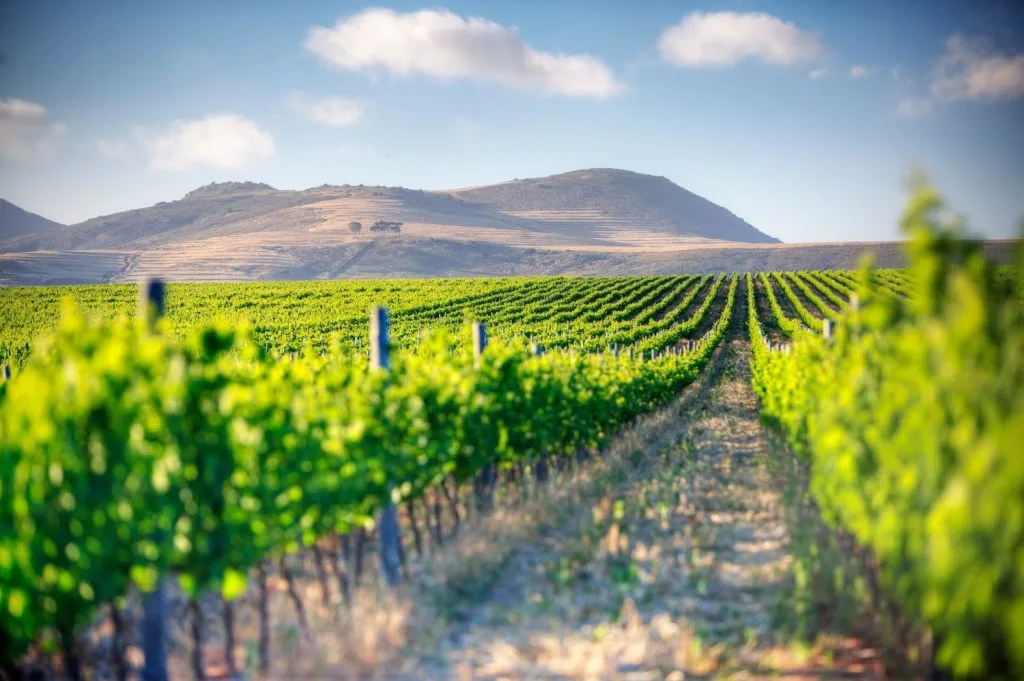 rượu vang xứ Winelands du lịch tết Winelands