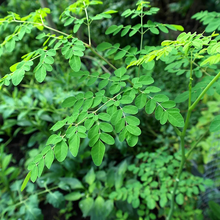 dầu moringa - thành phần làm đẹp dầu moringa - thành phần làm đẹp