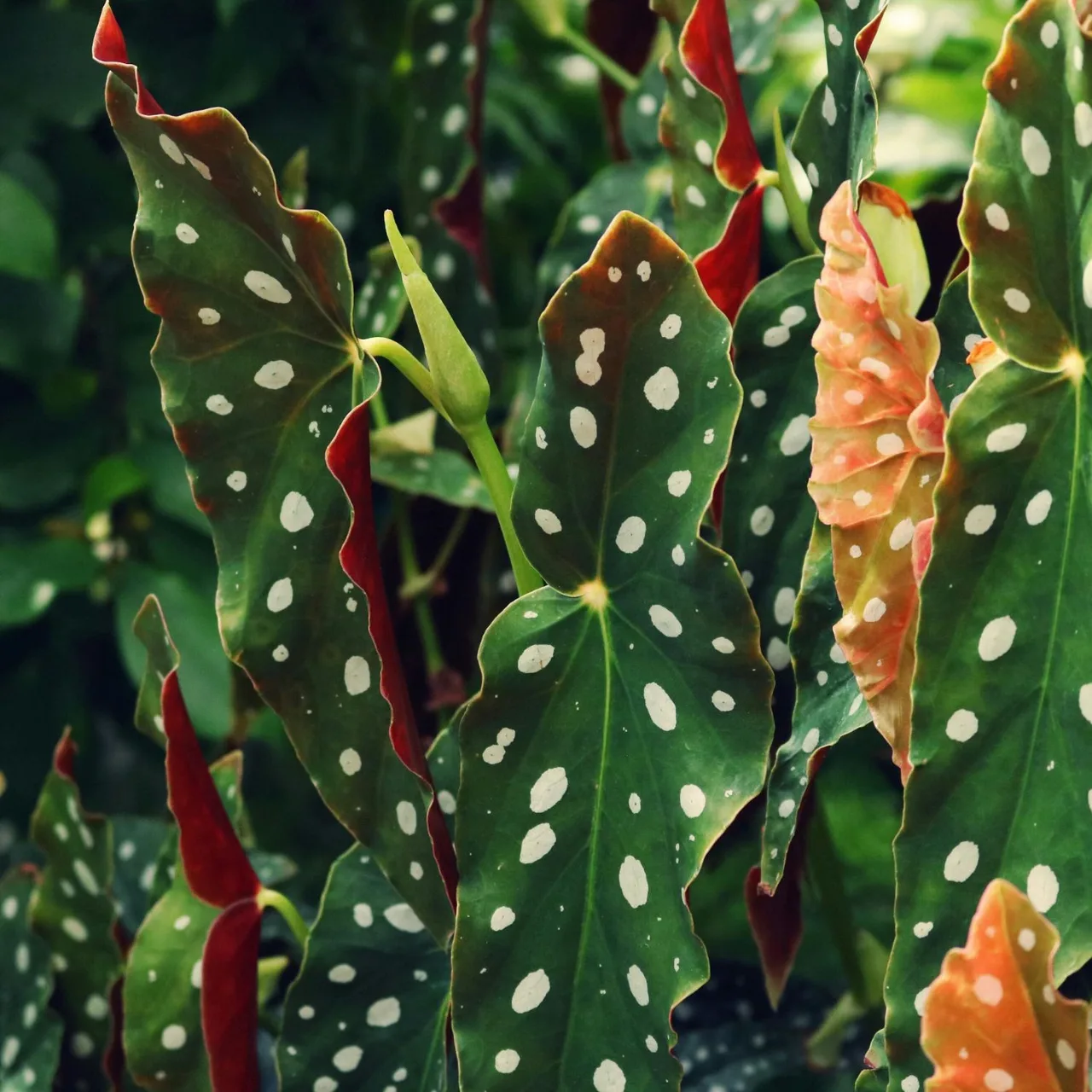 Begonia chấm bi gây ấn tượng với những chiếc lá điểm họa tiết độc đáo.