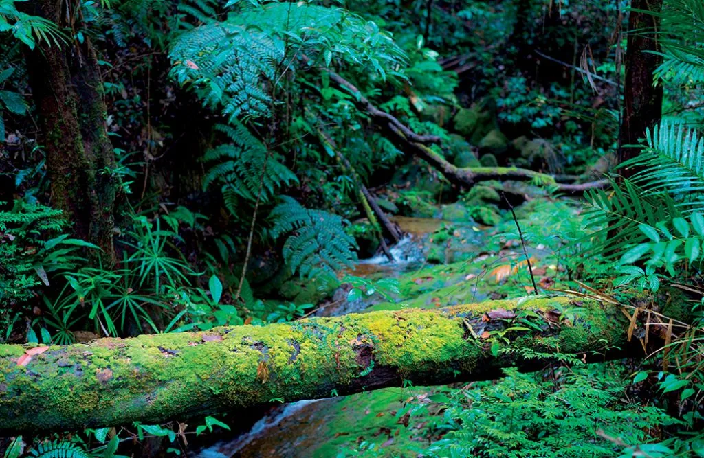 Borneo 10 Borneo 10